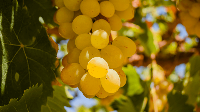 Racimo de uva pisquera