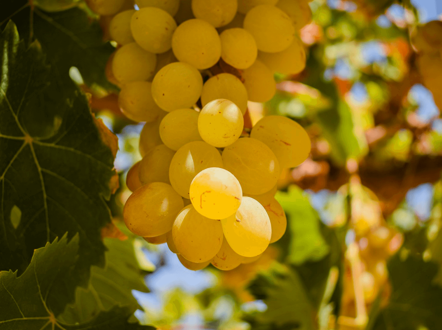 Racimo de uva pisquera